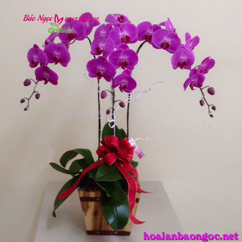 Hoa phong lan tím chúc mừng sinh nhật đối tác - HDD-0304