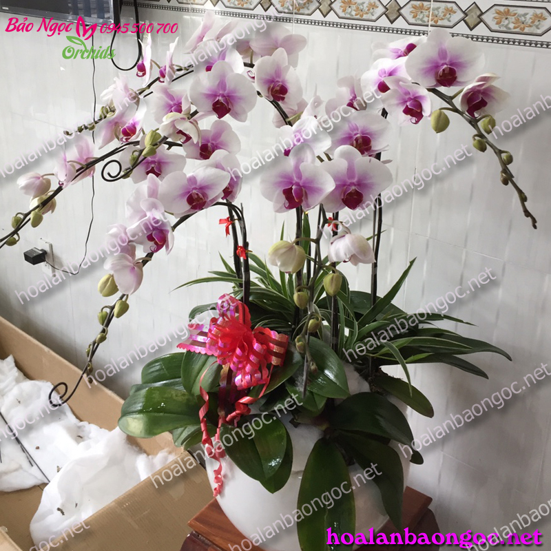 Chậu phong lan trắng má hồng trang trí Tết - HDH-0602