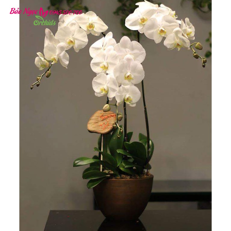 Phong lan trắng sinh nhật HDT-0302