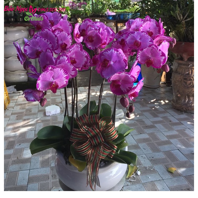 Hoa lan đẹp Sài Gòn HDD-0701
