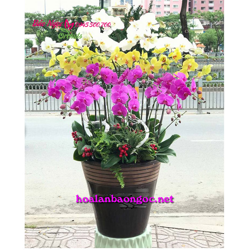 Hoa phong lan ghép nhiều màu sắc HDS-2201