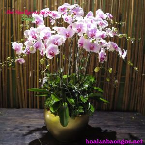 Chậu phong lan trắng má hồng mừng sinh nhật sếp - HDH-1207